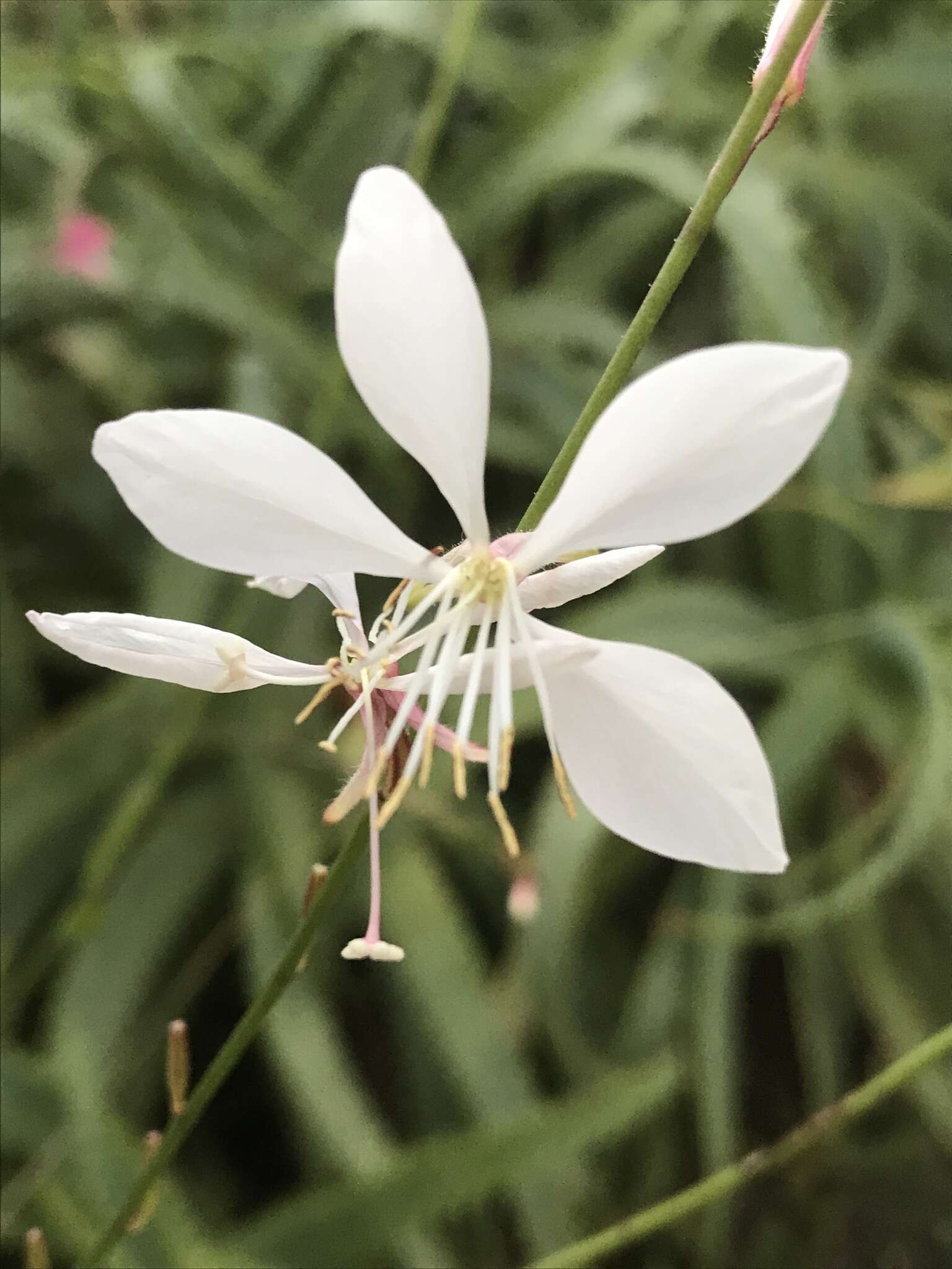 Imagem de Oenothera lindheimeri (Engelm. & A. Gray) W. L. Wagner & Hoch