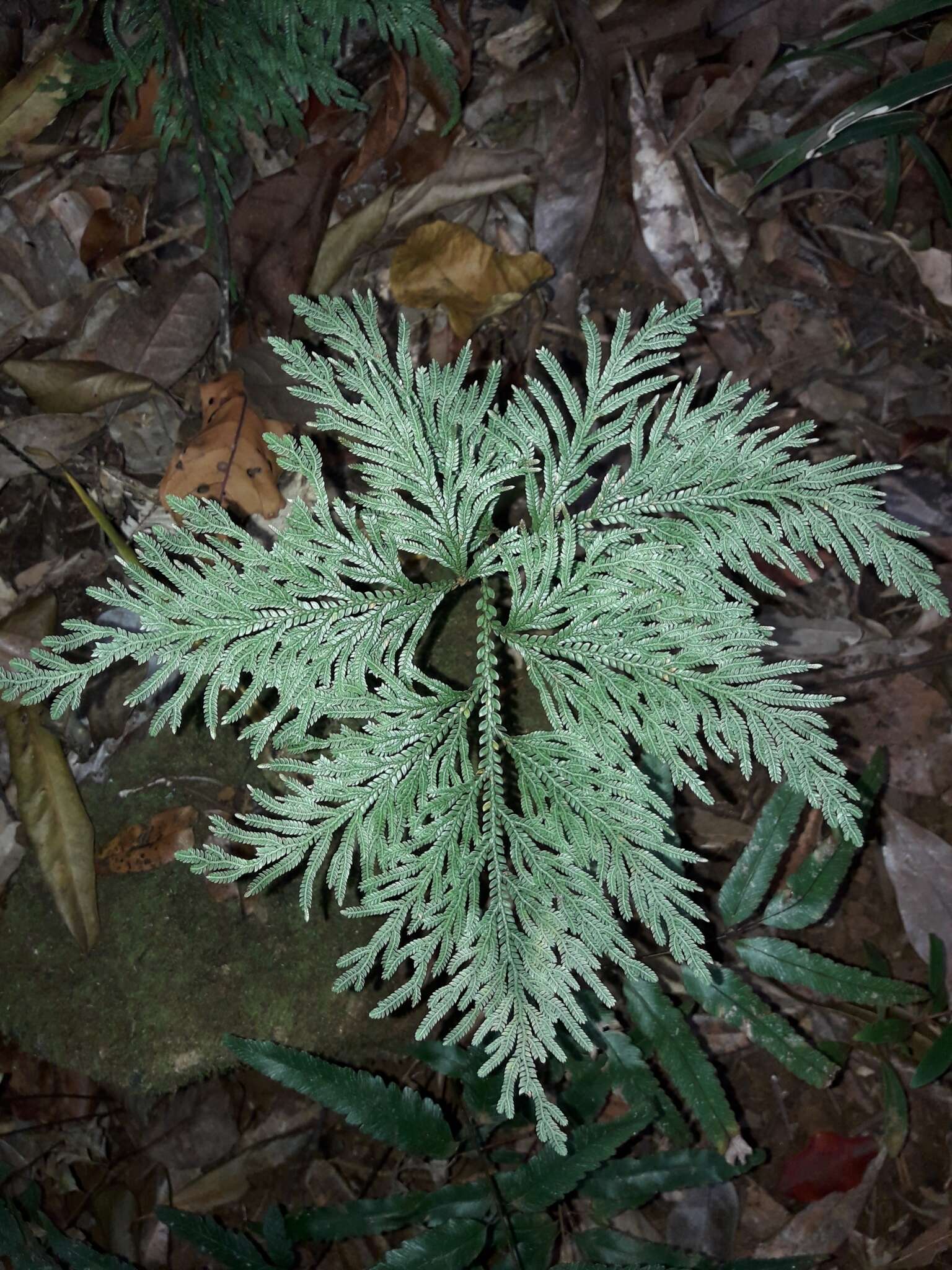 Image of Selaginella firmuloides Warb.