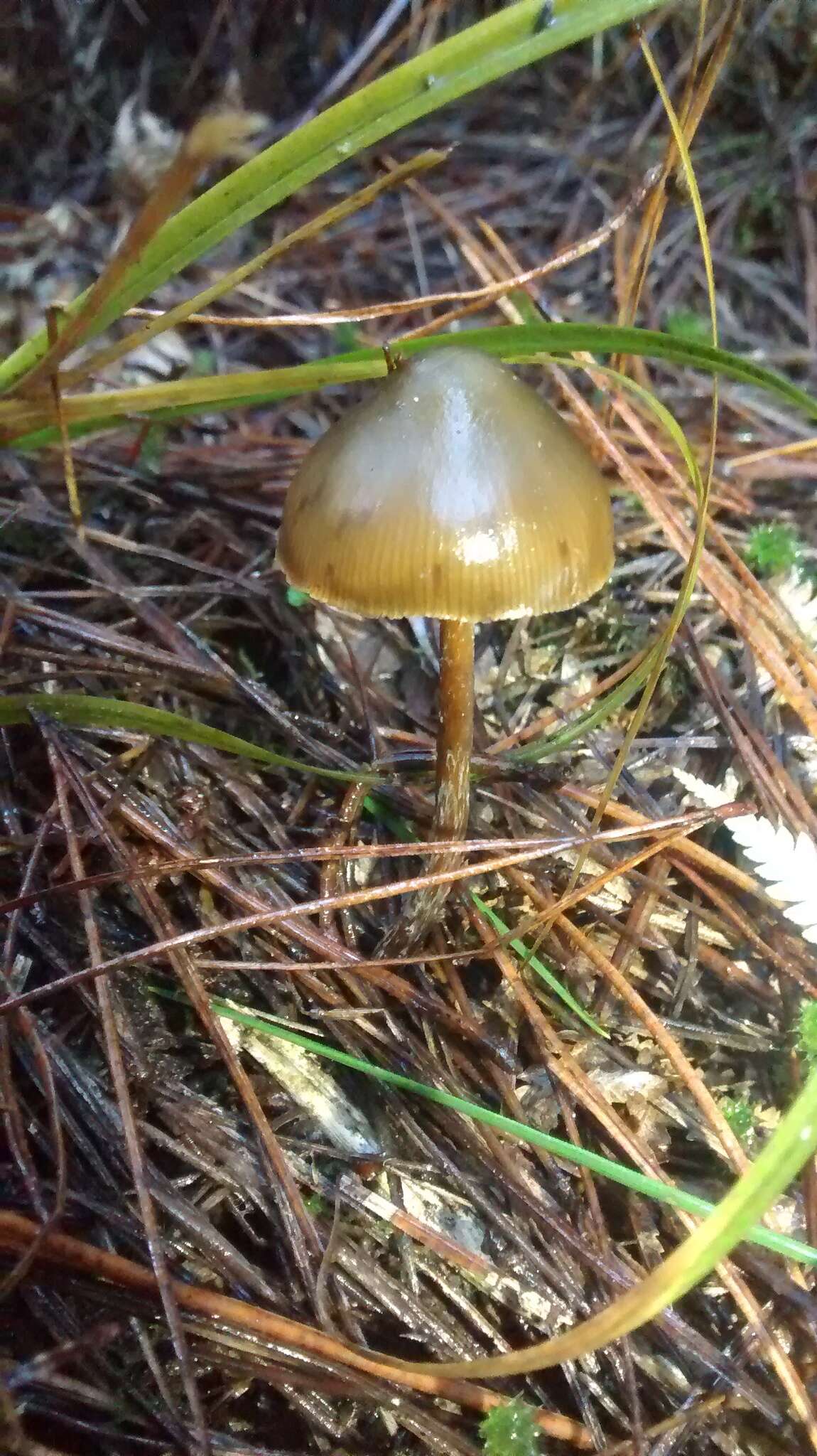 Image de Psilocybe aucklandiae Guzmán, C. C. King & Bandala 1991