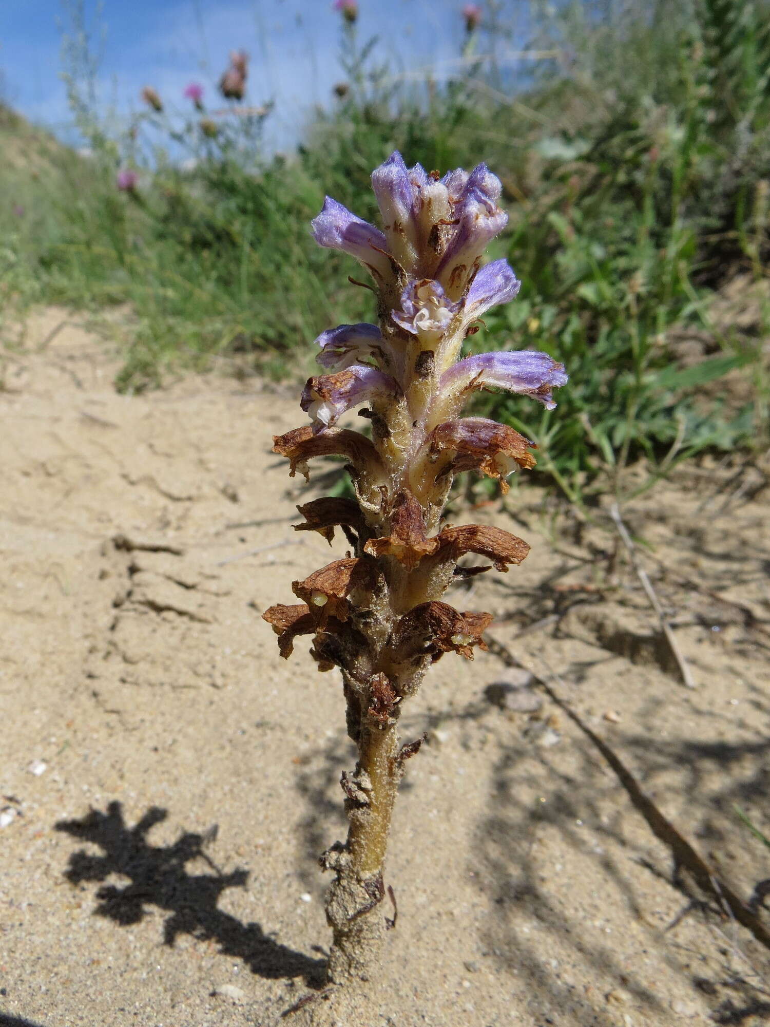 Image of Orobanche coerulescens Stephan