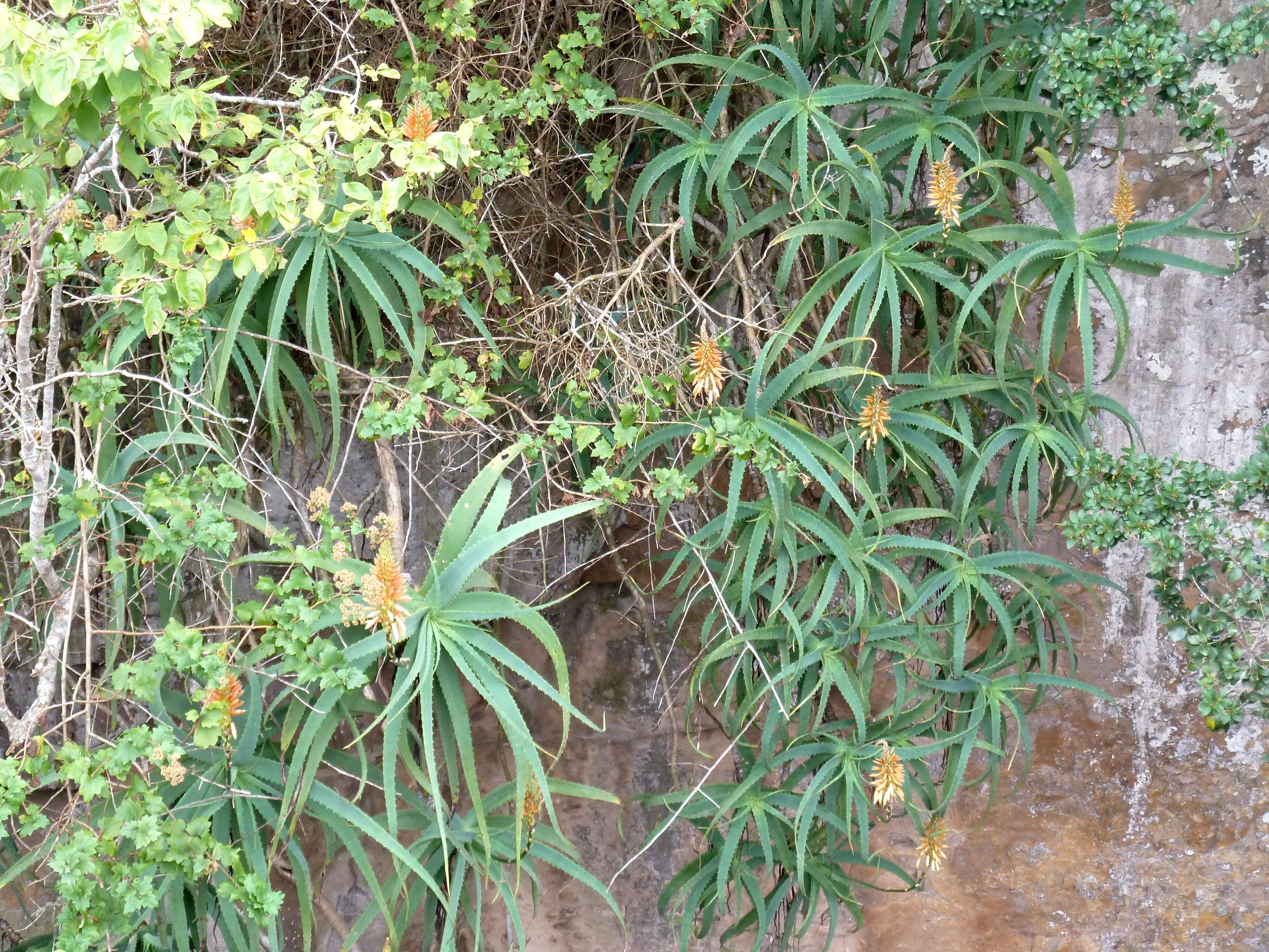 Image of candelabra aloe