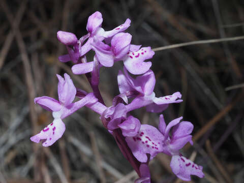 Слика од Orchis olbiensis Reut. ex Gren.