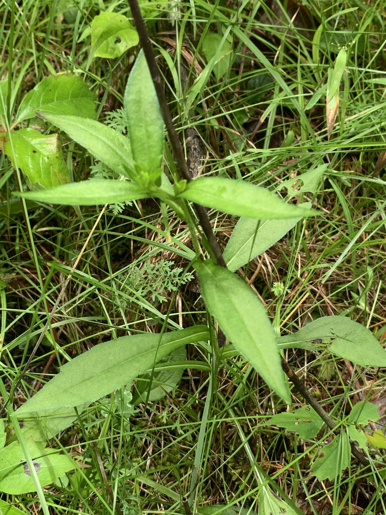 Image of orange coneflower