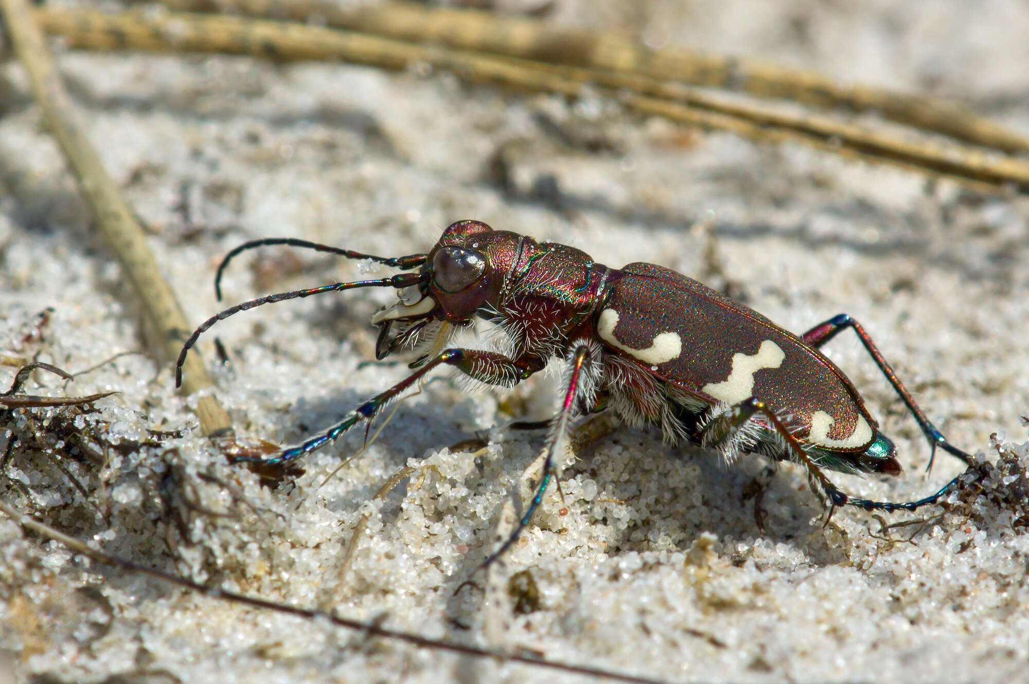 Image of Northern dune tiger beetle