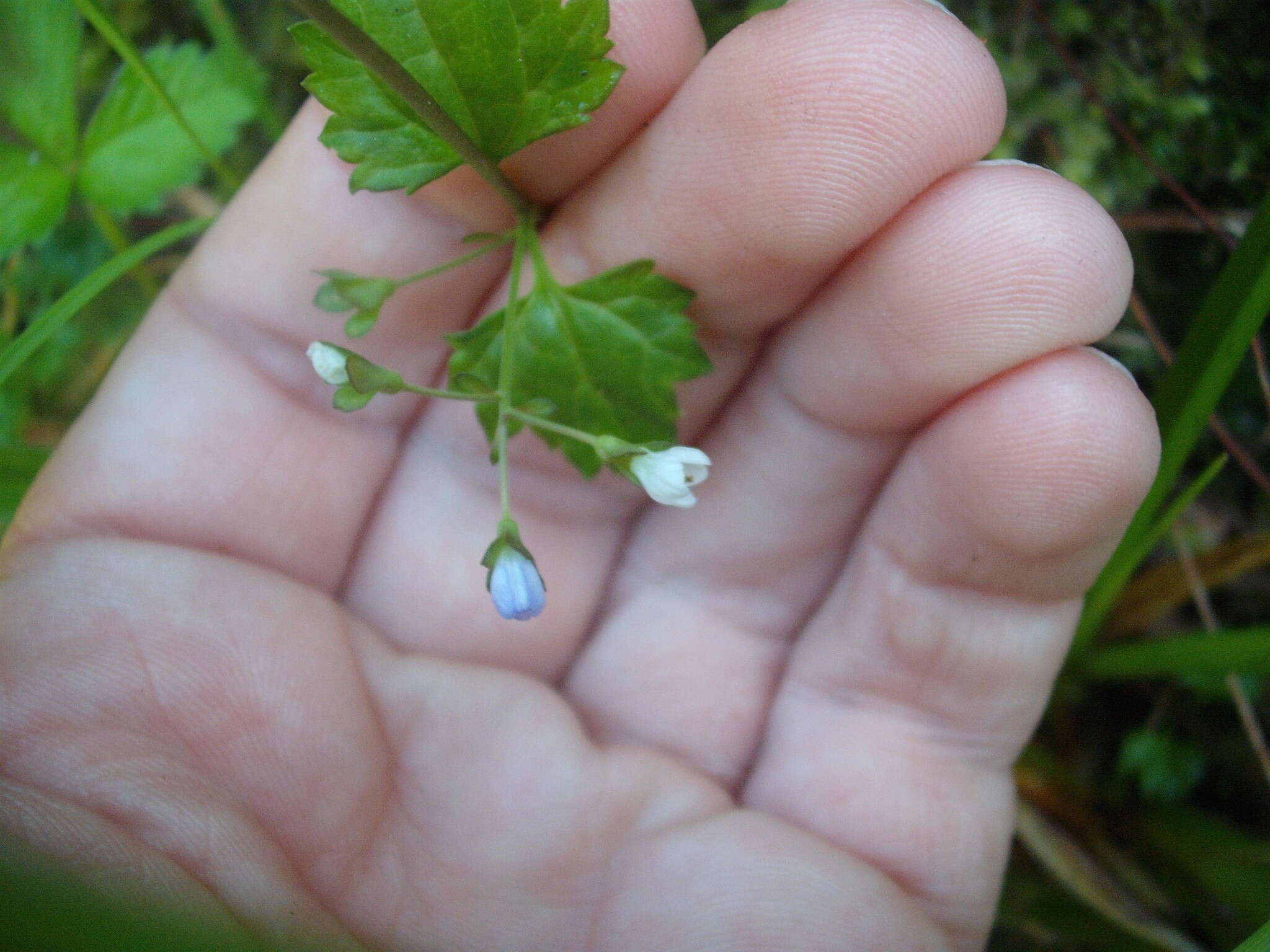 Image of Speedwell