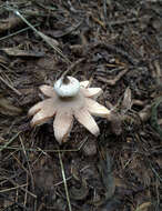 Image of Geastrum striatum DC. 1805