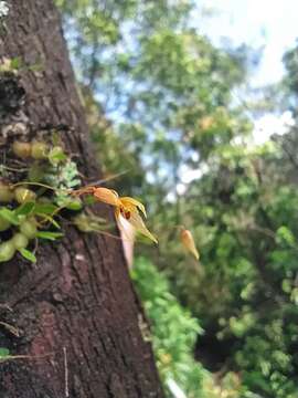 Bulbophyllum schefferi (Kuntze) Schltr.的圖片