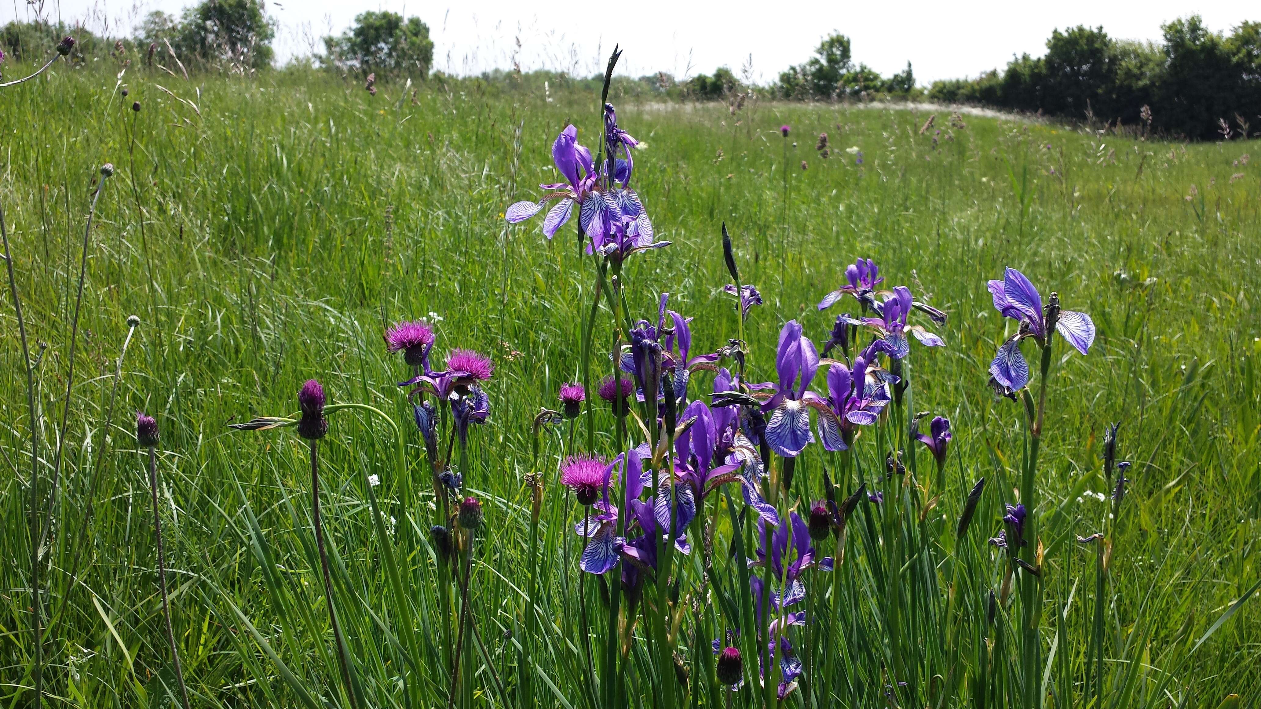 Image of German Iris