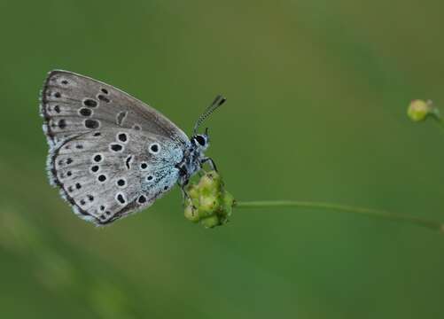 Image of Phengaris arion