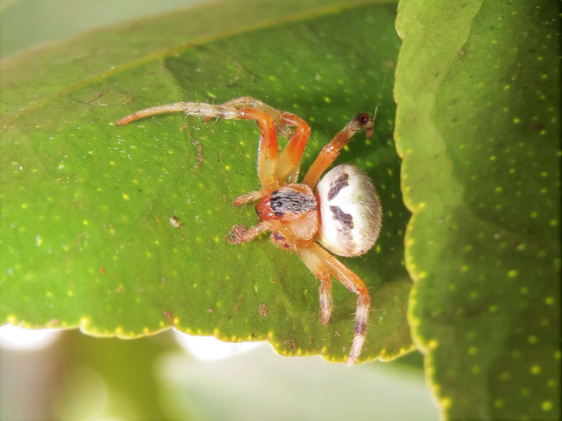 Araneus horizonte Levi 1991 resmi