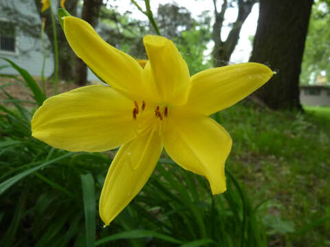 Image of lemon day-lily