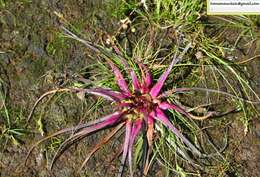 Image of Saussurea stella Maxim.