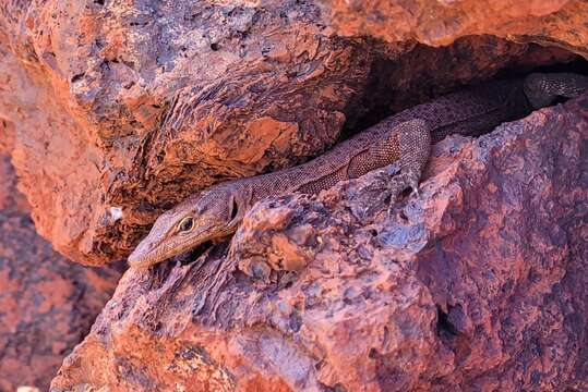 Image of Varanus hamersleyensis Maryan, Oliver & Fitch