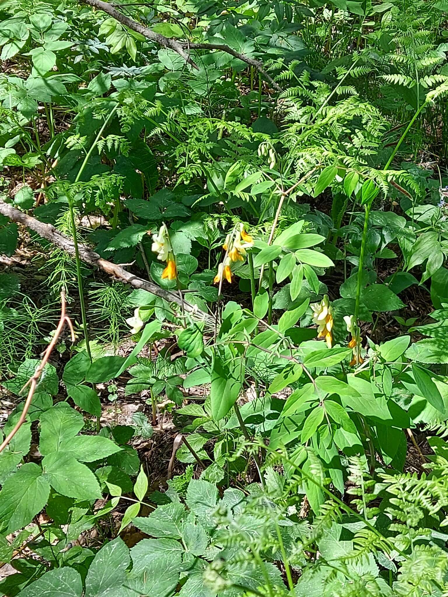 Image of Lathyrus gmelinii Fritsch