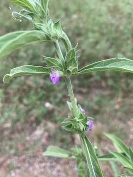 Image of Justicia monechmoides S. Moore