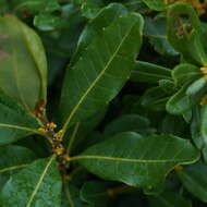 Image of Morella adenophora (Hance) J. Herb.