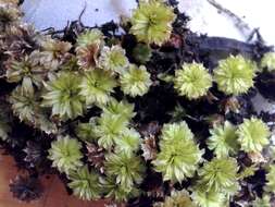 Image of Ontario rhodobryum moss