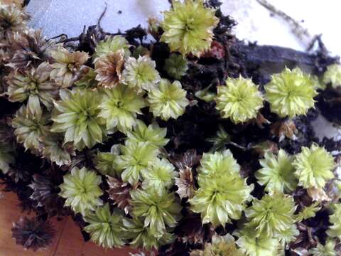 Image of Ontario rhodobryum moss