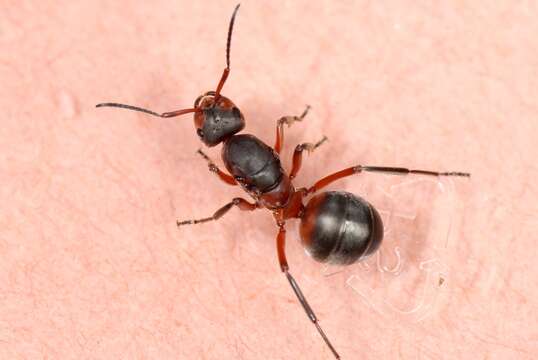 Image of Black-backed meadow ant