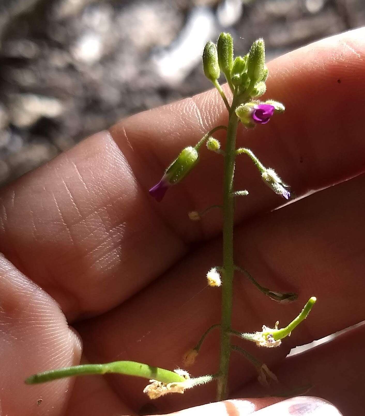 Image of California rockcress