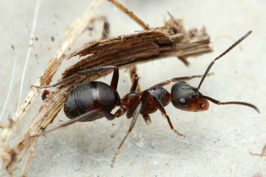 Image of Black-backed meadow ant