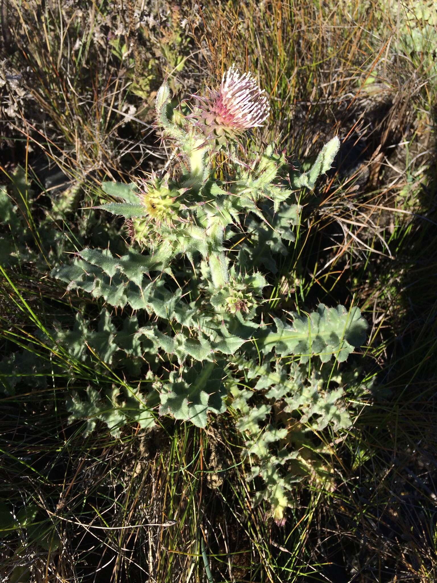 Image of <i>Cirsium <i>fontinale</i></i> var. fontinale