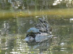 Image of Australian Big-headed Side-necked Turtle