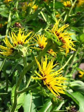 Inula helenium L. resmi