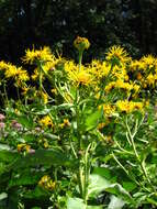 Inula helenium L. resmi