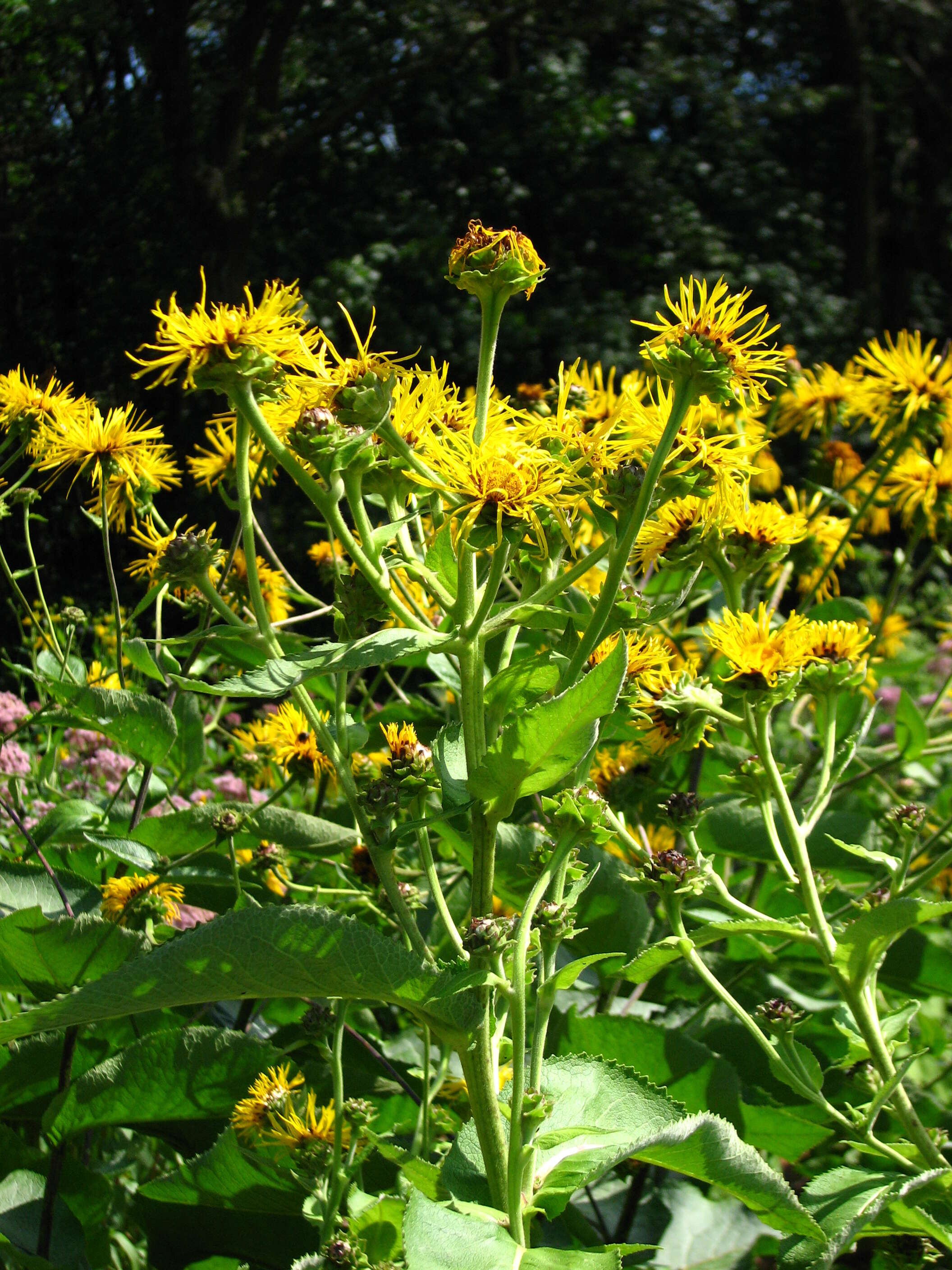 Inula helenium L. resmi