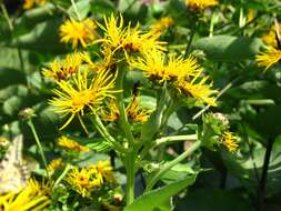 Inula helenium L. resmi