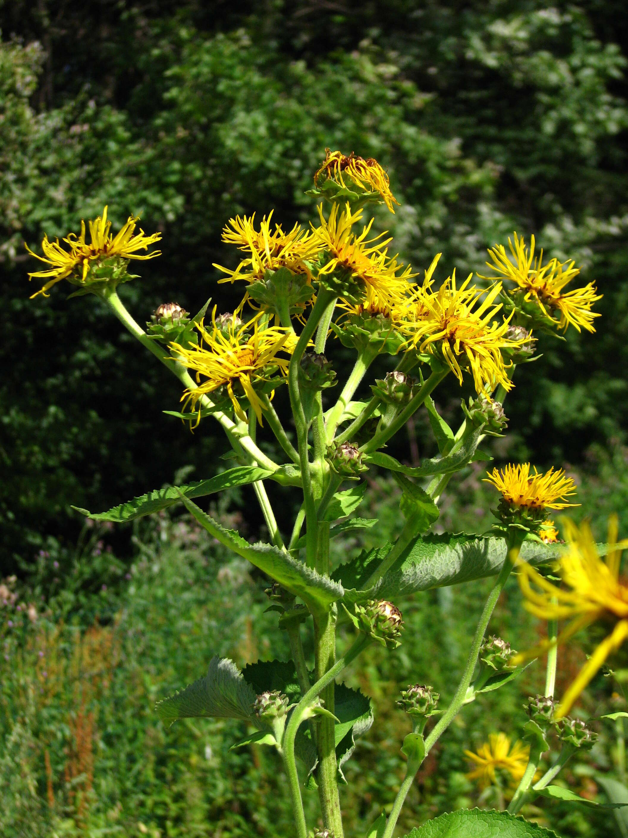 Inula helenium L. resmi