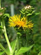 Image of Elecampane