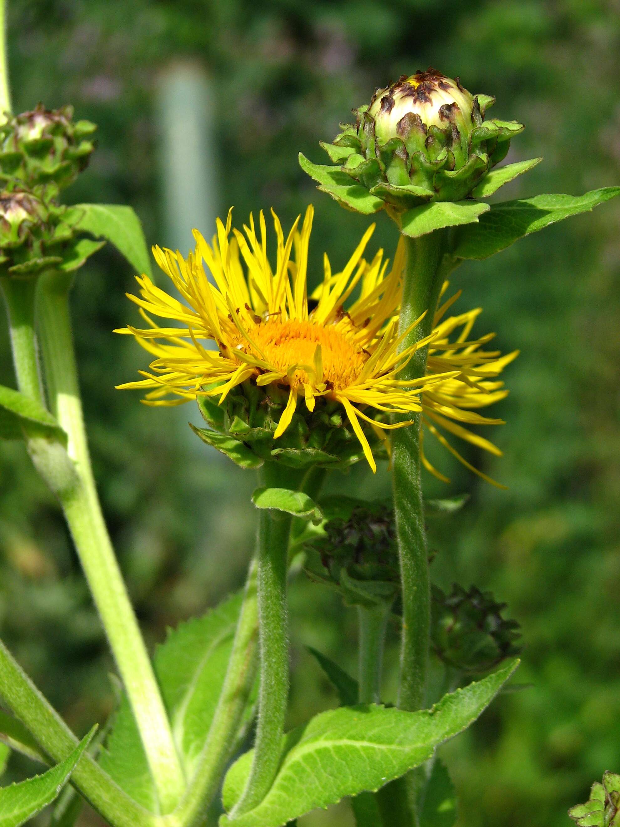 Image of Elecampane