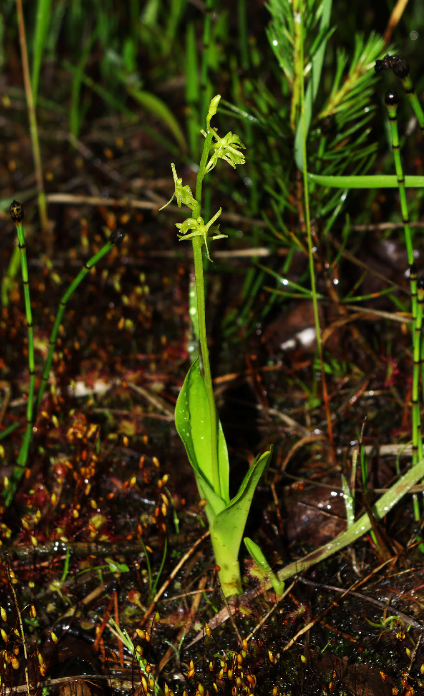 Plancia ëd Liparis loeselii (L.) Rich.