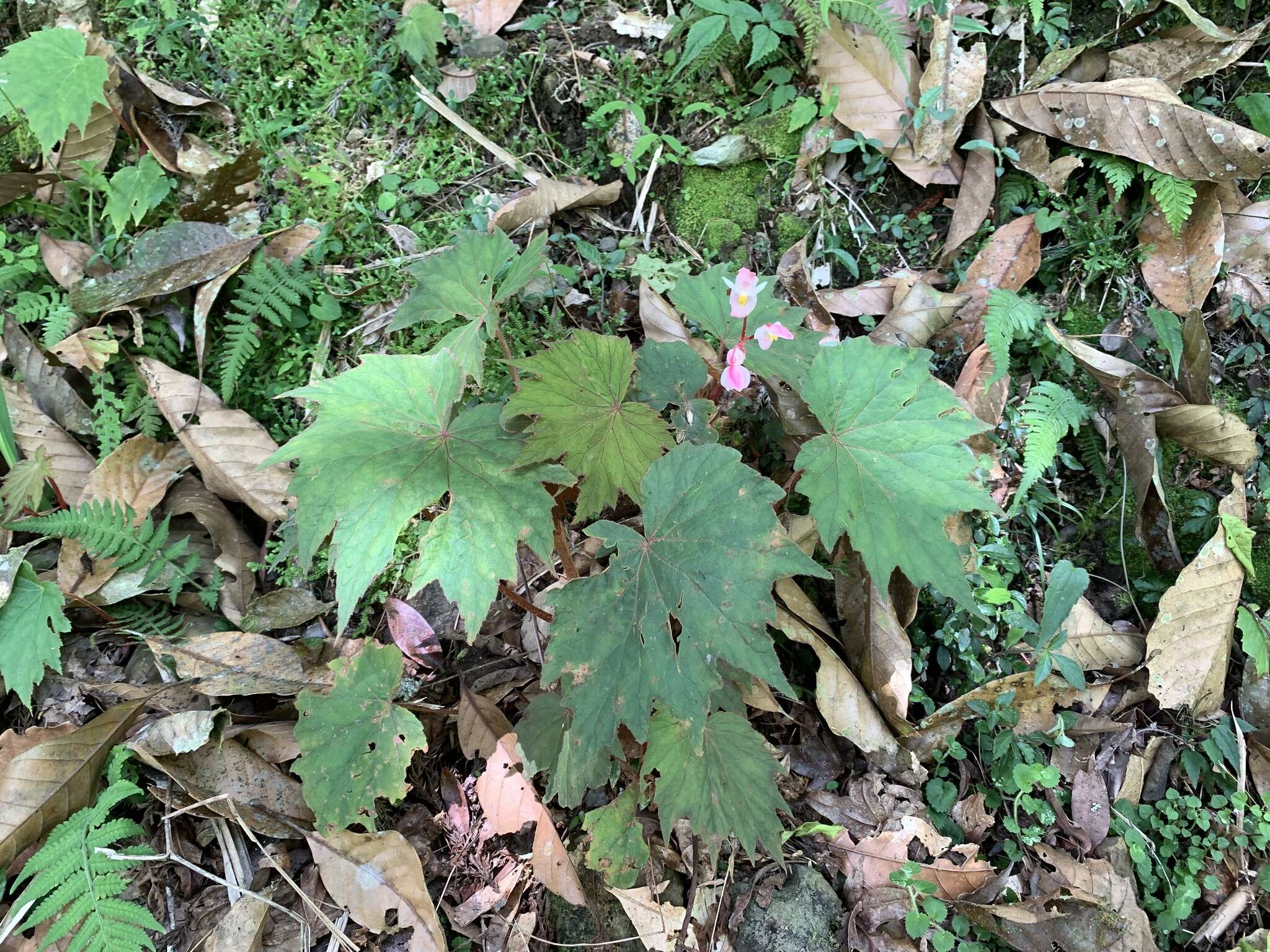 Слика од Begonia palmata var. bowringiana (Champ. ex Benth.) Golding & Kareg.