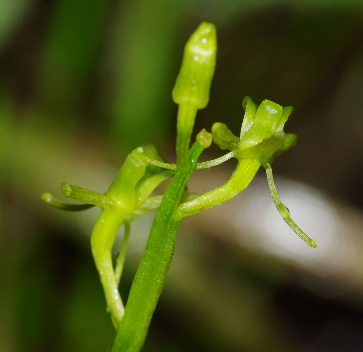 Image de Liparis de Loesel