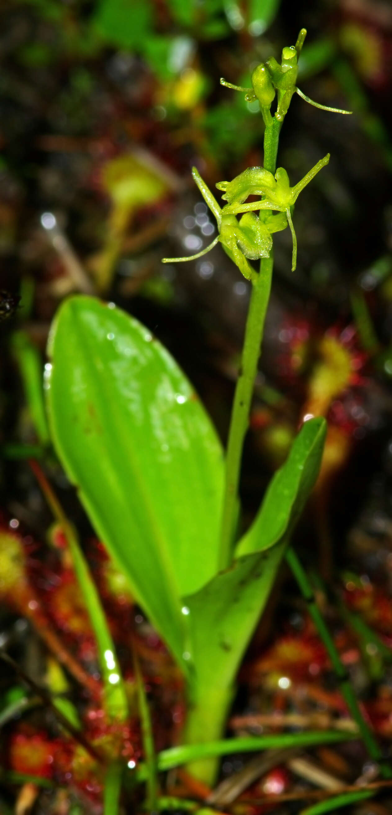 Image de Liparis de Loesel