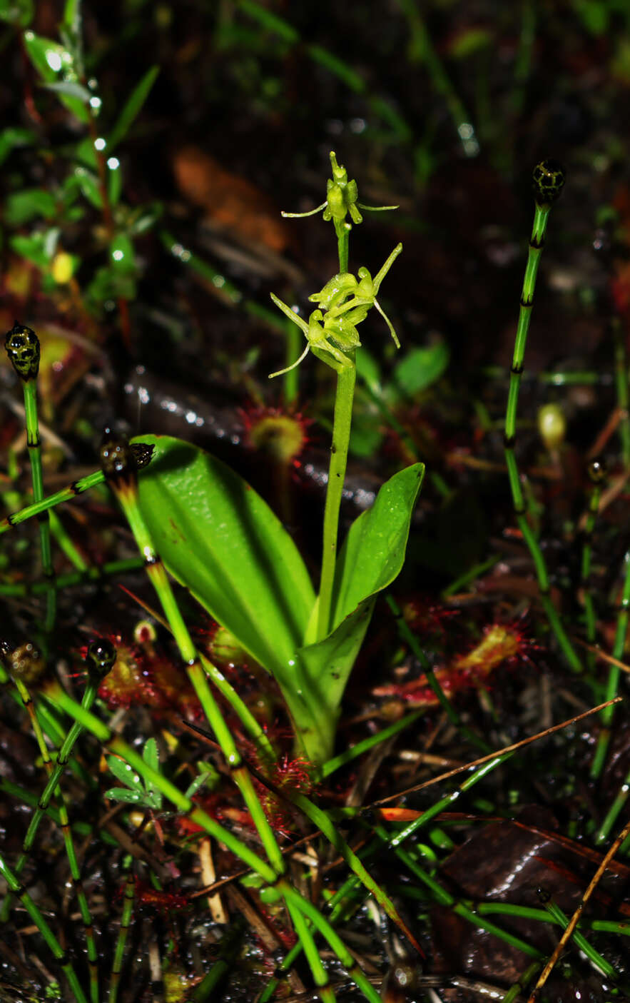 Image de Liparis de Loesel