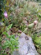 Plancia ëd Cirsium mexicanum DC.