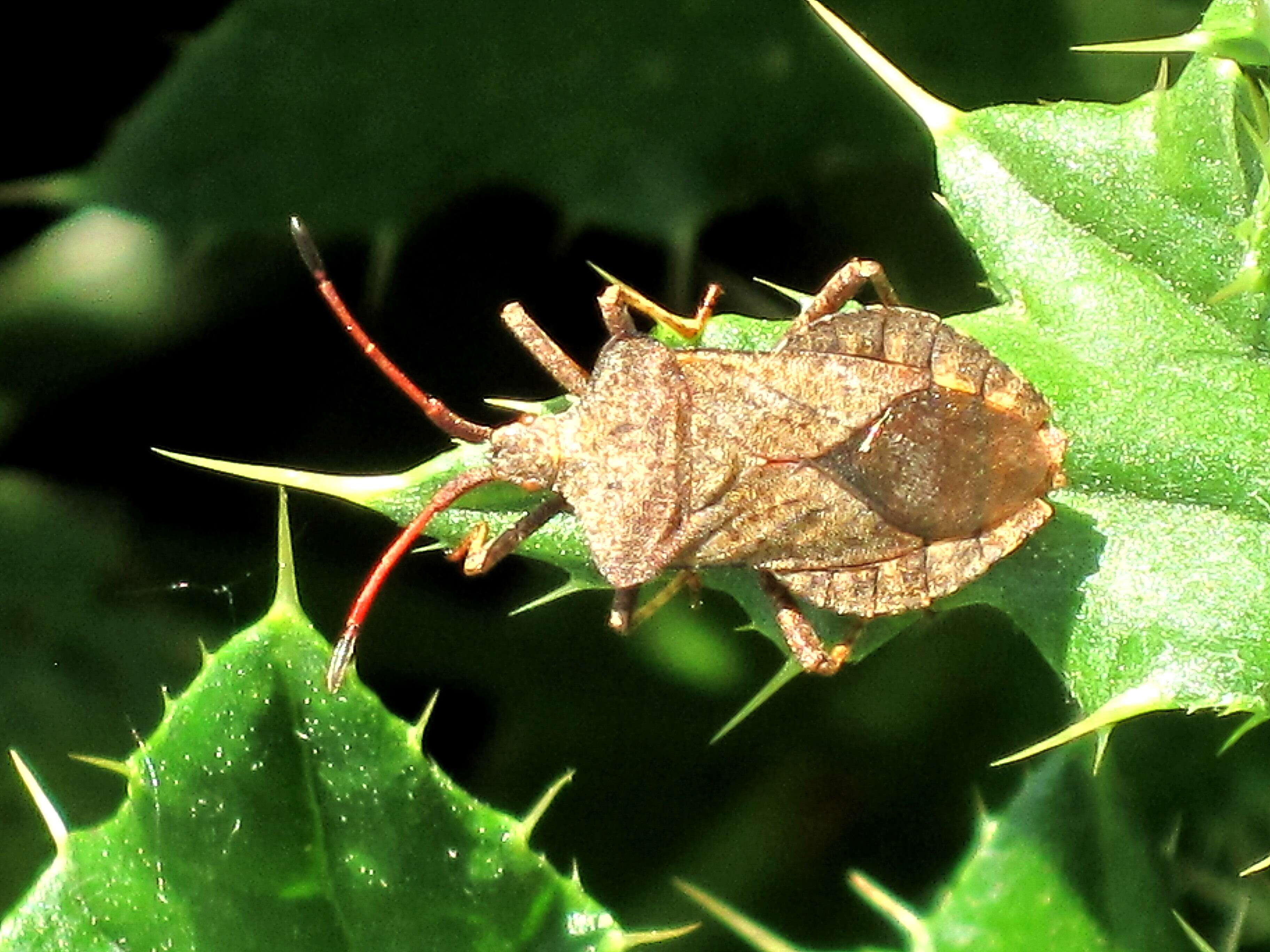 Image of Coreus