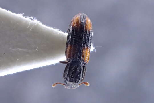 Image of Bark beetle