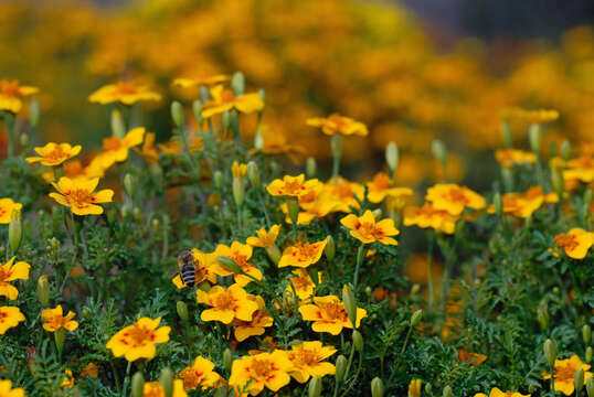 Tagetes tenuifolia Cav. resmi