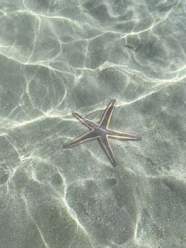 Image of Astropecten articulatus (Say 1825)