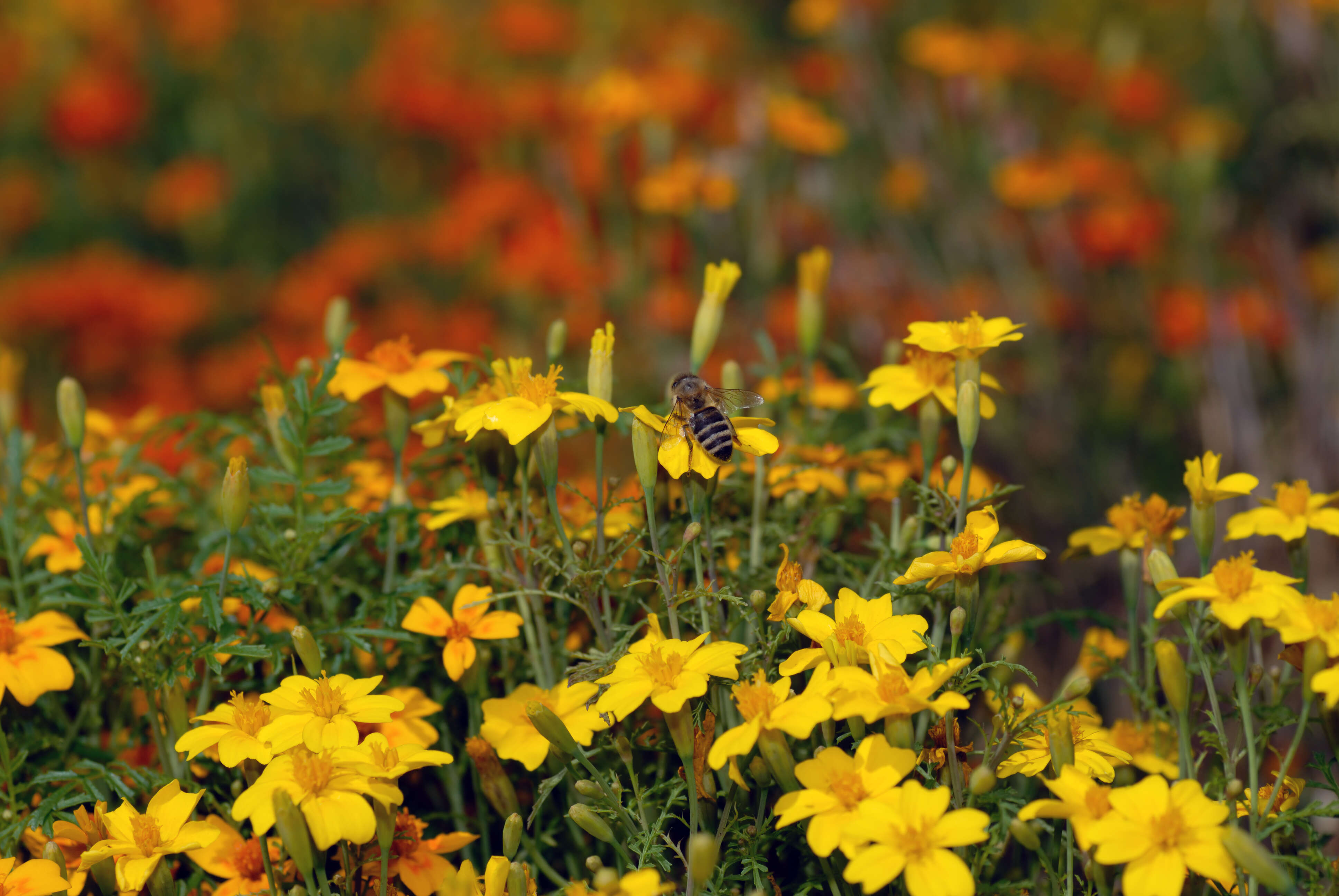 Tagetes tenuifolia Cav. resmi