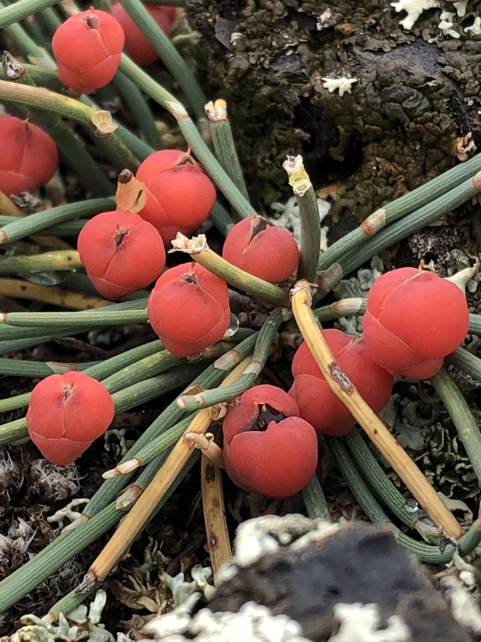 Image of Ephedra monosperma J. G. Gmel. ex C. A. Mey.