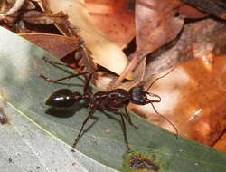 Image of Myrmecia forficata (Fabricius 1787)