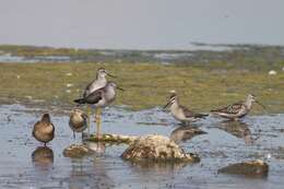 Image of Stilt Sandpiper