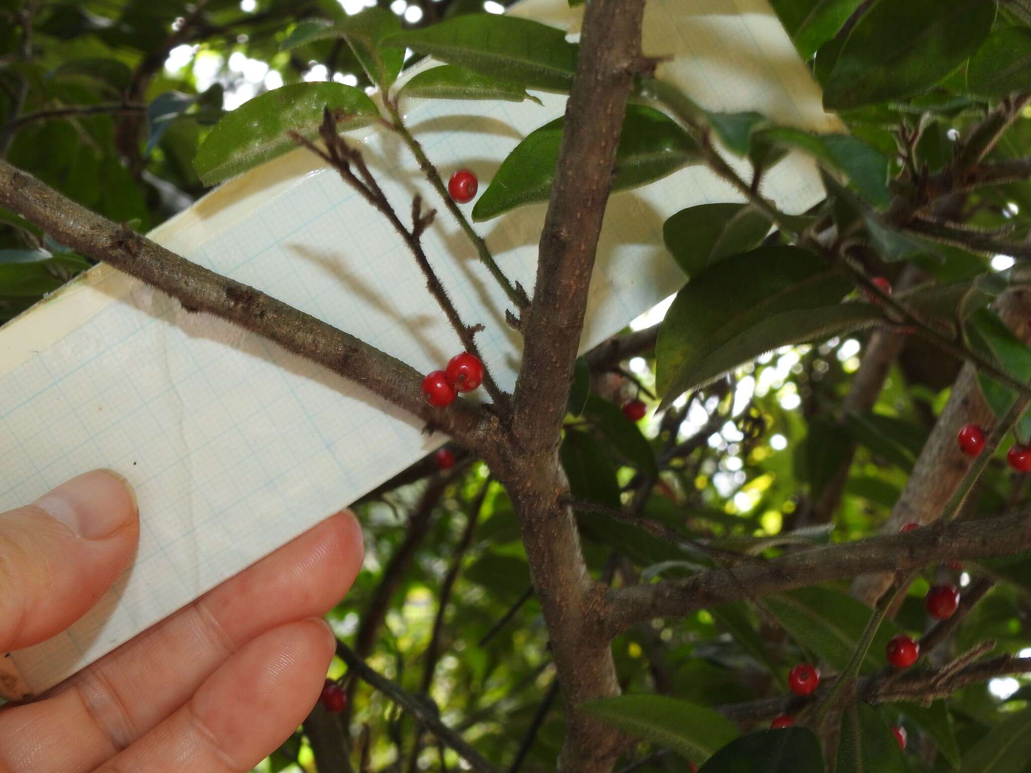 Imagem de Ilex pubescens Hook. & Arn.