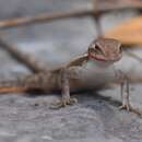 Image of Yellow-spotted Spiny Lizard